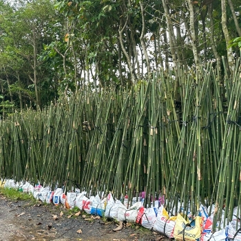 Cây trúc cần câu bầu đất